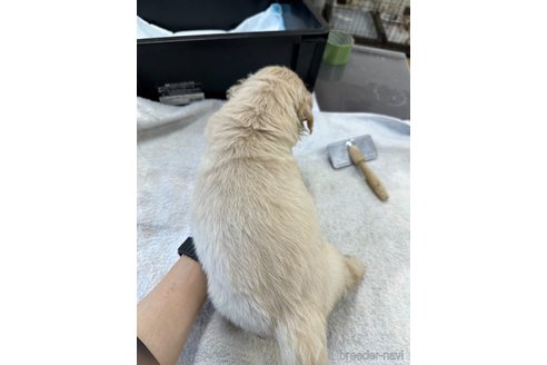 成約済の千葉県のゴールデンレトリーバー-329456の12枚目
