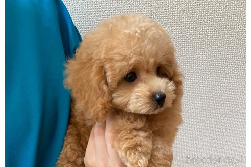 成約済の広島県のタイニープードル-321307の4枚目