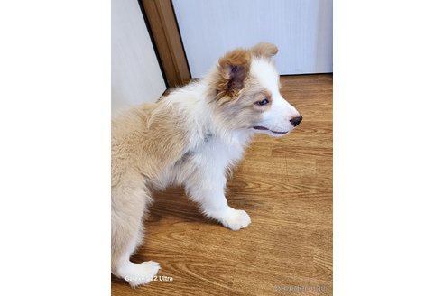 成約済の三重県のボーダーコリー-329465の2枚目