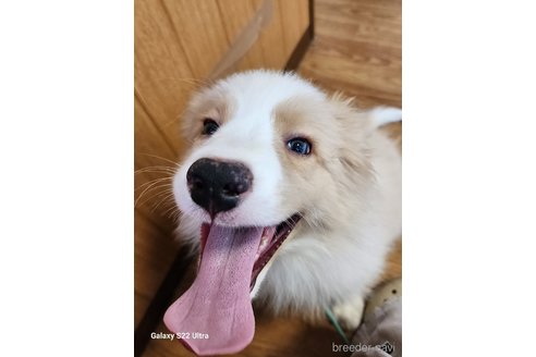 成約済の三重県のボーダーコリー-329465の3枚目