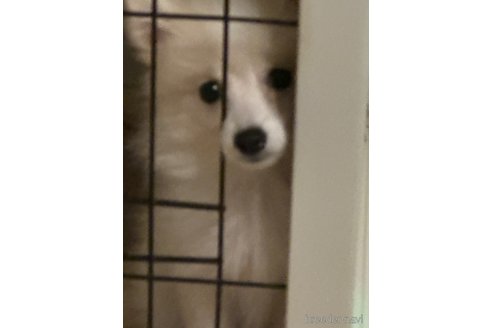成約済の埼玉県のミックス犬-320312の2枚目