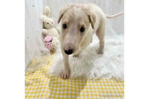 成約済の栃木県のボルゾイ-329486の8枚目