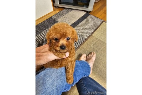 成約済の埼玉県のティーカッププードル-329468の3枚目