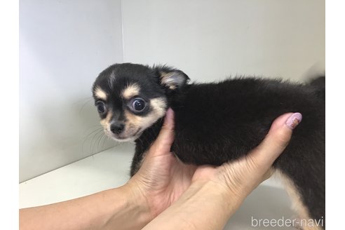 成約済の山形県のチワワ(ロングコート)-323815の2枚目