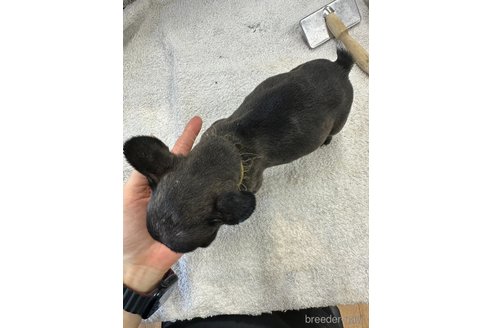 成約済の千葉県のフレンチブルドッグ-329472の2枚目