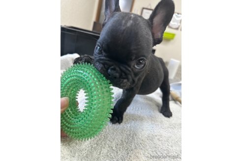 成約済の千葉県のフレンチブルドッグ-329482の3枚目