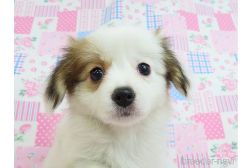 成約済の千葉県のパピヨン-324198の7枚目