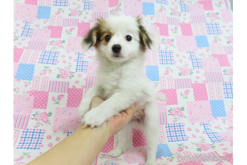 成約済の千葉県のパピヨン-324198の8枚目