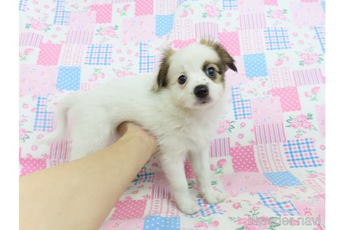 成約済の千葉県のパピヨン-324197の9枚目