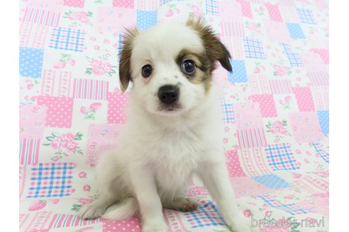 成約済の千葉県のパピヨン-324197の10枚目