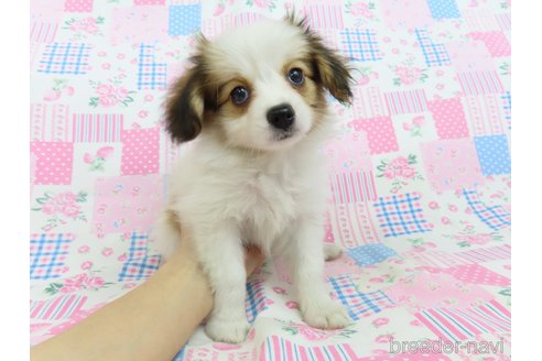 成約済の千葉県のパピヨン-324195の18枚目