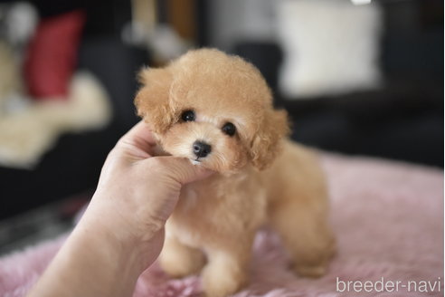 成約済の茨城県のティーカッププードル-323962の1枚目