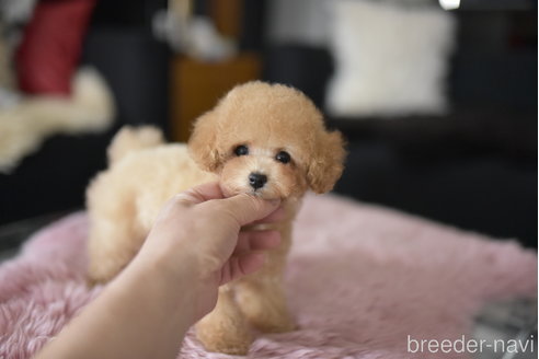 成約済の茨城県のティーカッププードル-323962の6枚目