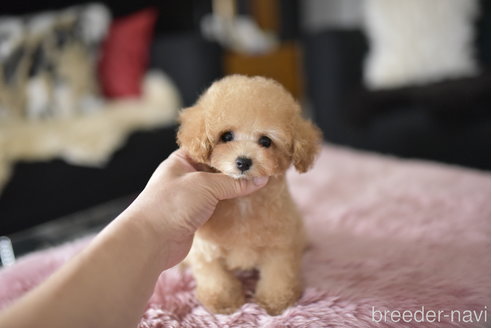 成約済の茨城県のティーカッププードル-323962の5枚目