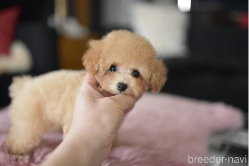 成約済の茨城県のティーカッププードル-323962の4枚目