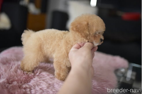 成約済の茨城県のティーカッププードル-323962の3枚目