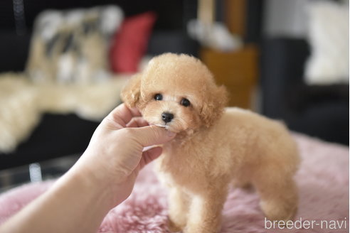 成約済の茨城県のティーカッププードル-323962の2枚目