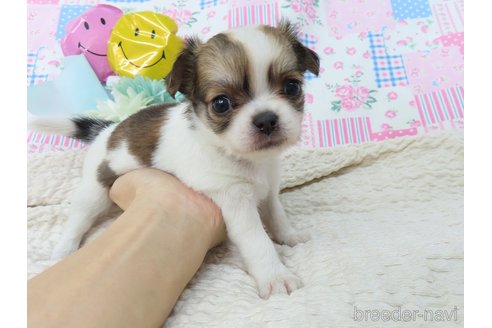 成約済の千葉県のチワワ(ロングコート)-329496の9枚目