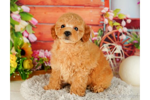 成約済の東京都のトイプードル-329499の6枚目