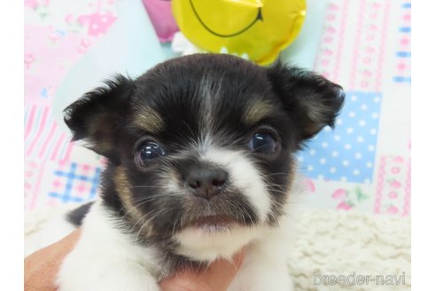成約済の千葉県のチワワ(ロングコート)-329497の25枚目