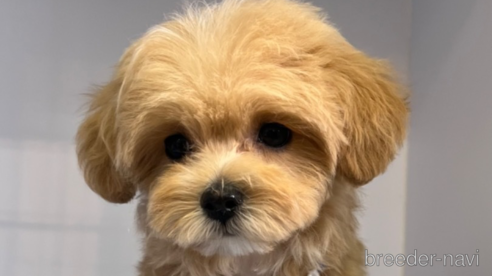 成約済の大阪府のミックス犬-326617の1枚目