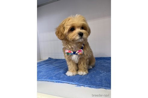成約済の大阪府のミックス犬-326617の3枚目