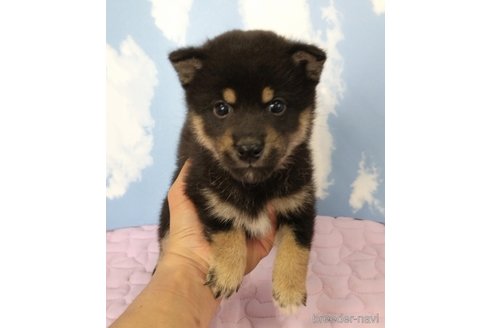 成約済の静岡県の柴犬-324978の1枚目