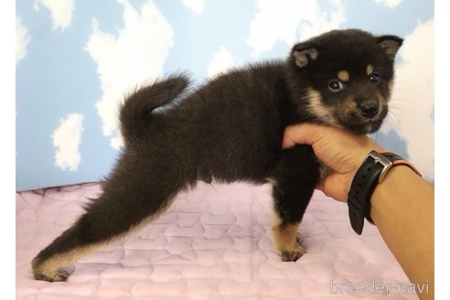 成約済の静岡県の柴犬-324978の3枚目