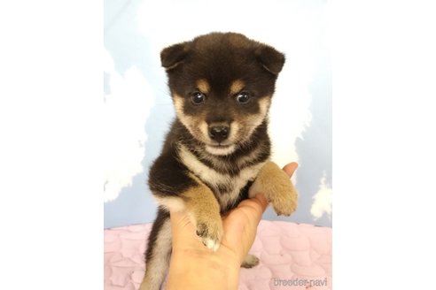成約済の静岡県の柴犬-329544の1枚目