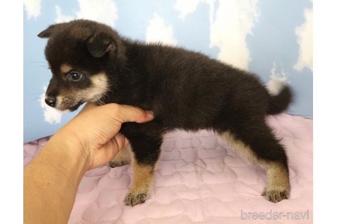 成約済の静岡県の柴犬-329544の3枚目