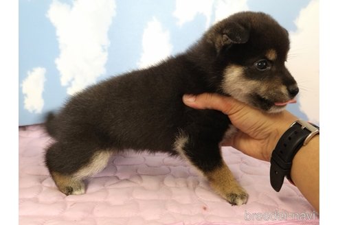 成約済の静岡県の柴犬-329544の2枚目