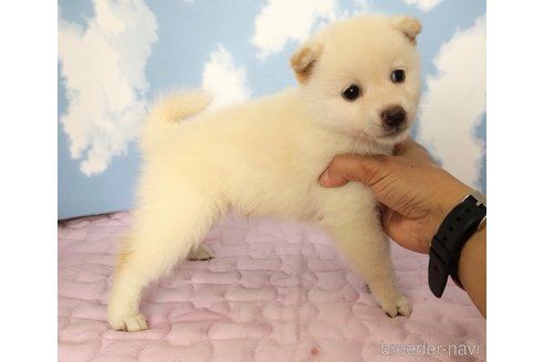 成約済の静岡県の柴犬-329546の3枚目