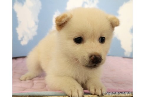 成約済の静岡県の柴犬-329546の4枚目