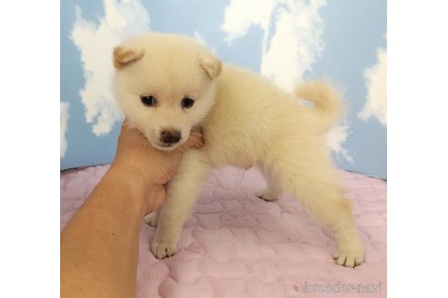 成約済の静岡県の柴犬-329546の5枚目