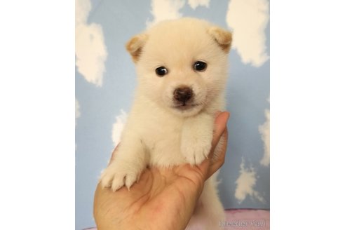 成約済の静岡県の柴犬-329546の1枚目