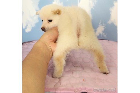 成約済の静岡県の柴犬-329546の2枚目