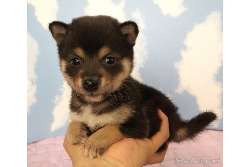 成約済の静岡県の柴犬-329547の1枚目