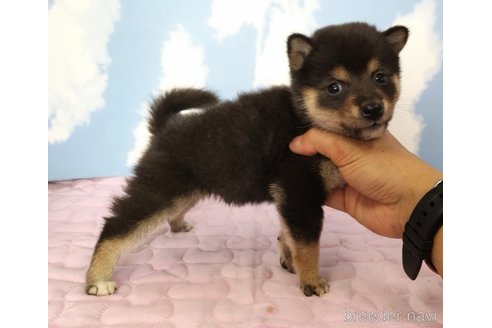 成約済の静岡県の柴犬-329547の2枚目