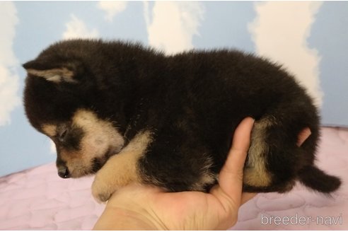 成約済の静岡県の柴犬-329547の3枚目