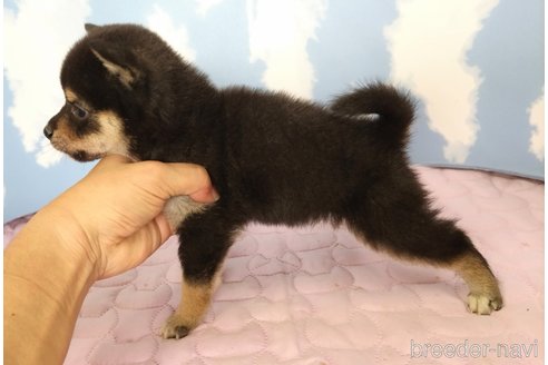 成約済の静岡県の柴犬-329547の4枚目