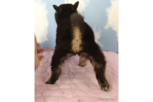 成約済の静岡県の柴犬-329547の5枚目
