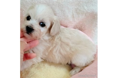 成約済の埼玉県のマルプー:マルチーズ×トイプードル-327250の17枚目