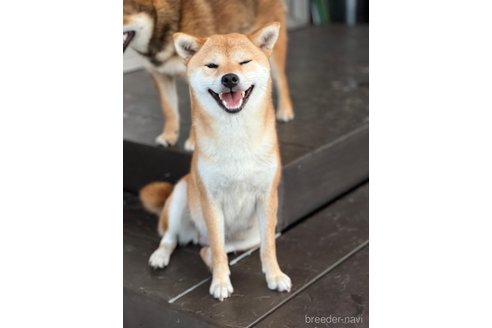 ナラちゃん1枚目