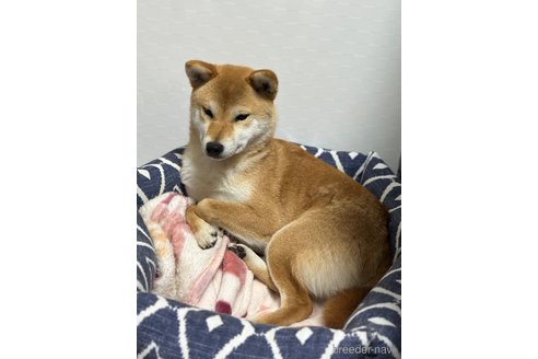 ナラちゃん1枚目