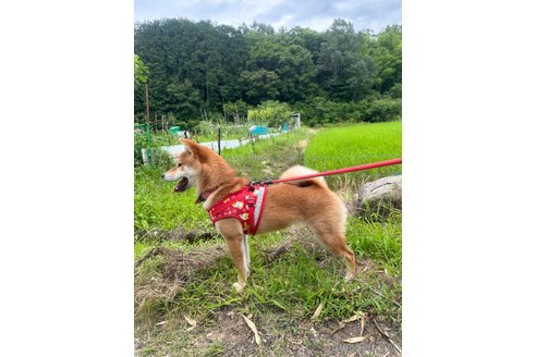ナラちゃん1枚目