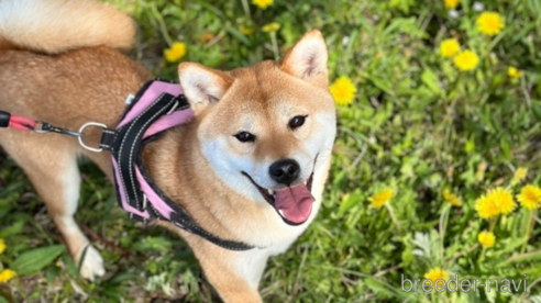 のの柴犬-