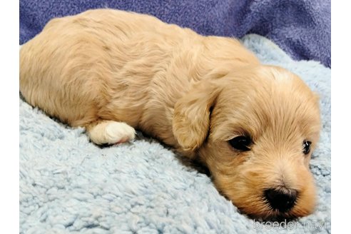 成約済の埼玉県のマルプー:マルチーズ×トイプードル-325121の7枚目