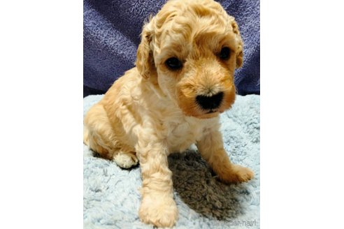 成約済の埼玉県のマルプー:マルチーズ×トイプードル-329585の11枚目