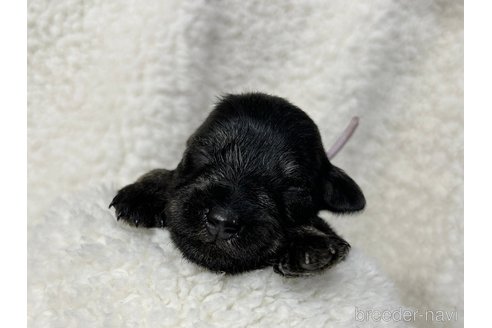 成約済の千葉県のミニチュアシュナウザー-334121の24枚目