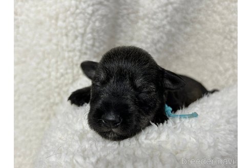 成約済の千葉県のミニチュアシュナウザー-334119の21枚目
